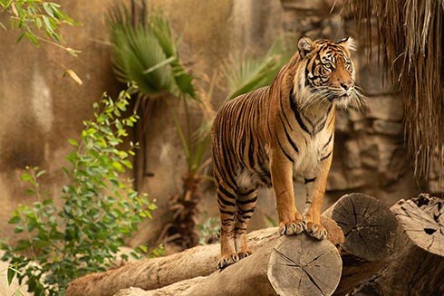A tiger at the new Los Angeles Zoo 